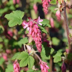 Ribes sanguineum 'King Edward VII' 60-80 cm